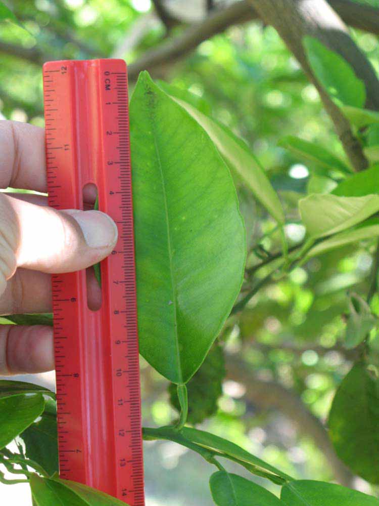              Unifoliolate leaf (Winter Haven, FL)       